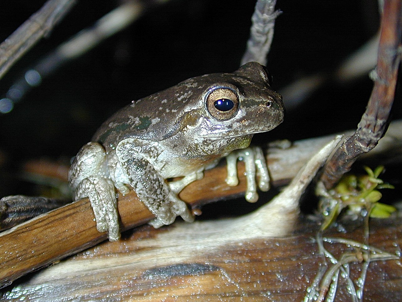 Hyla sarda